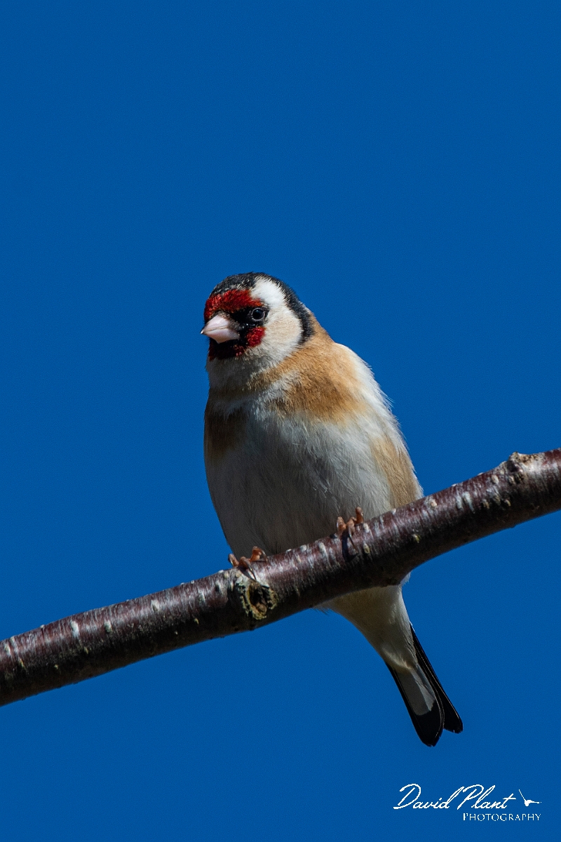 David Plant Photography - Wildlife Photography - Goldfinch - D.JPG - Goldfinch - Cotswolds