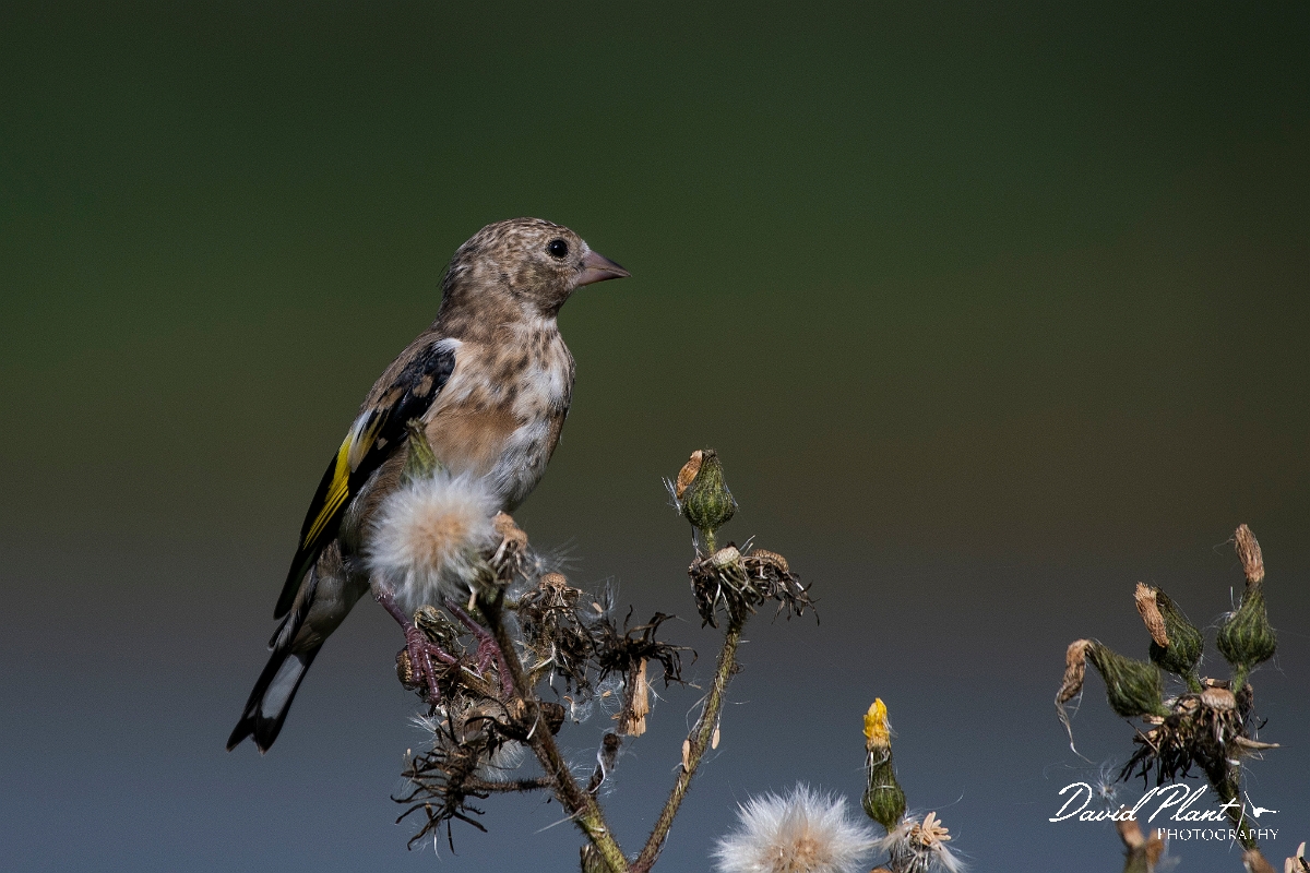 David Plant Photography - Wildlife Photography - Goldfinch - F.JPG - Goldfinch juvenile - East Yorkshire