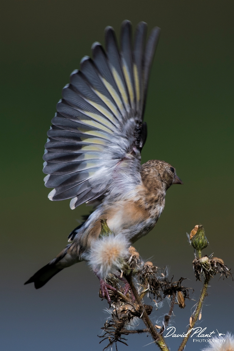 David Plant Photography - Wildlife Photography - Goldfinch - G.JPG - Goldfinch juvenile with open wing - East Yorkshire