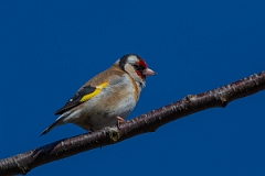 David Plant Photography - Wildlife Photography - Goldfinch - C