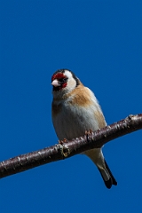 David Plant Photography - Wildlife Photography - Goldfinch - D
