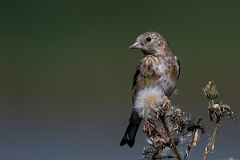 David Plant Photography - Wildlife Photography - Goldfinch - E