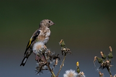David Plant Photography - Wildlife Photography - Goldfinch - F
