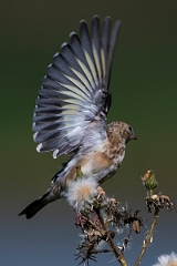 David Plant Photography - Wildlife Photography - Goldfinch - G