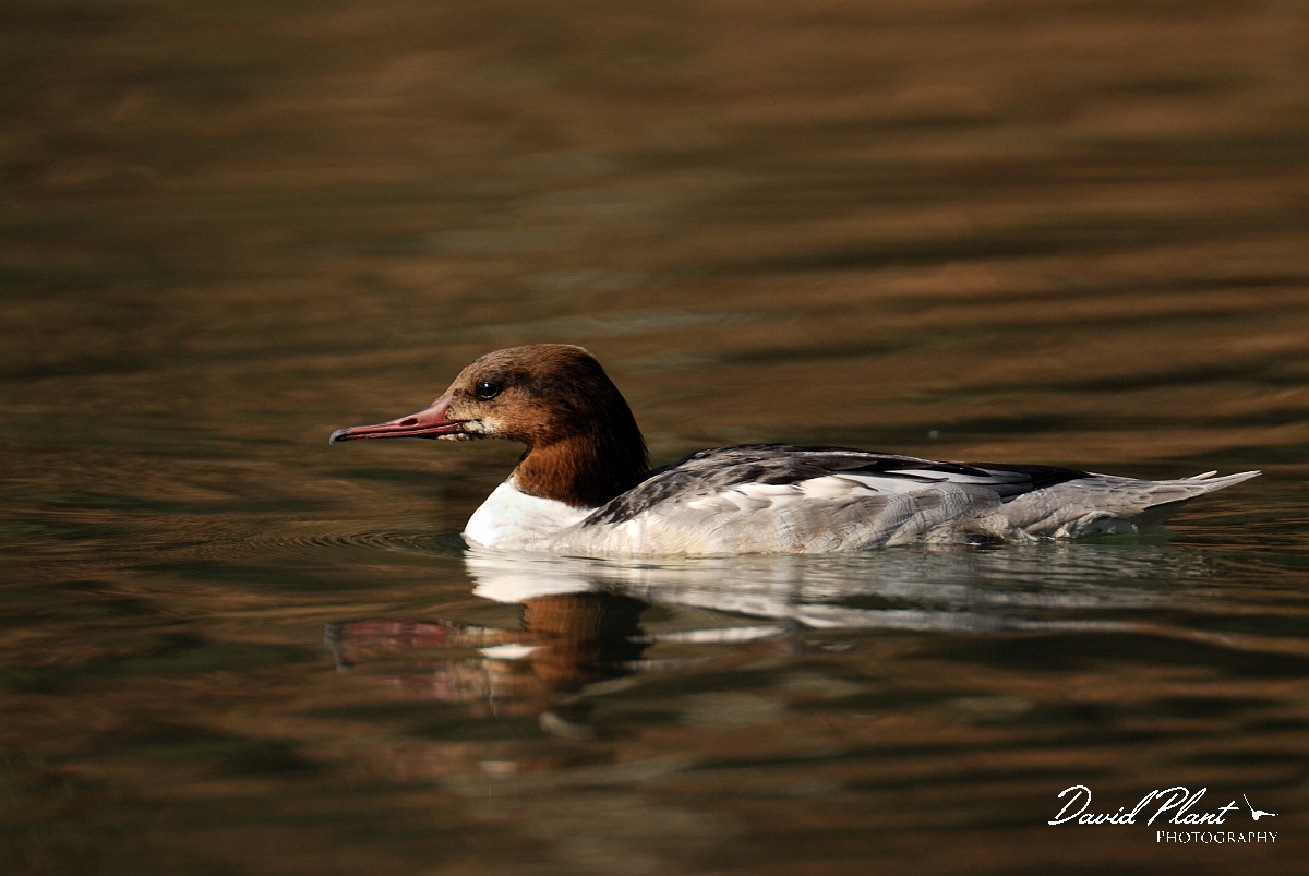 David Plant Photography - Wildlife Photography - Goosander - A.jpg - Goosander, female - Forest of Dean