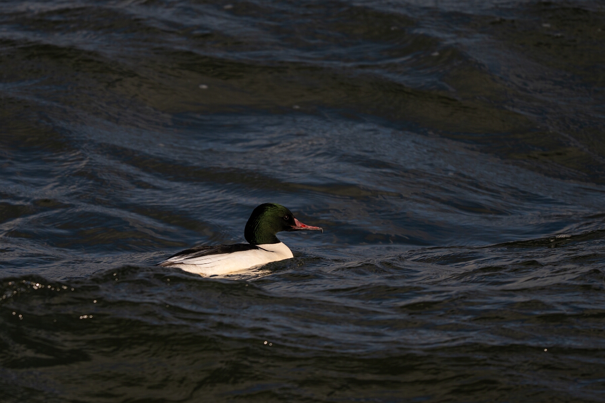 David Plant Photography - Wildlife Photography - Goosander - AB.jpg - Goosander, Mergus merganser, amle - Essex