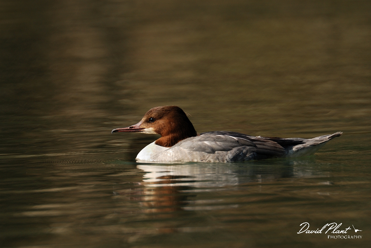 David Plant Photography - Wildlife Photography - Goosander - B.jpg - Goosander, female - Forest of Dean
