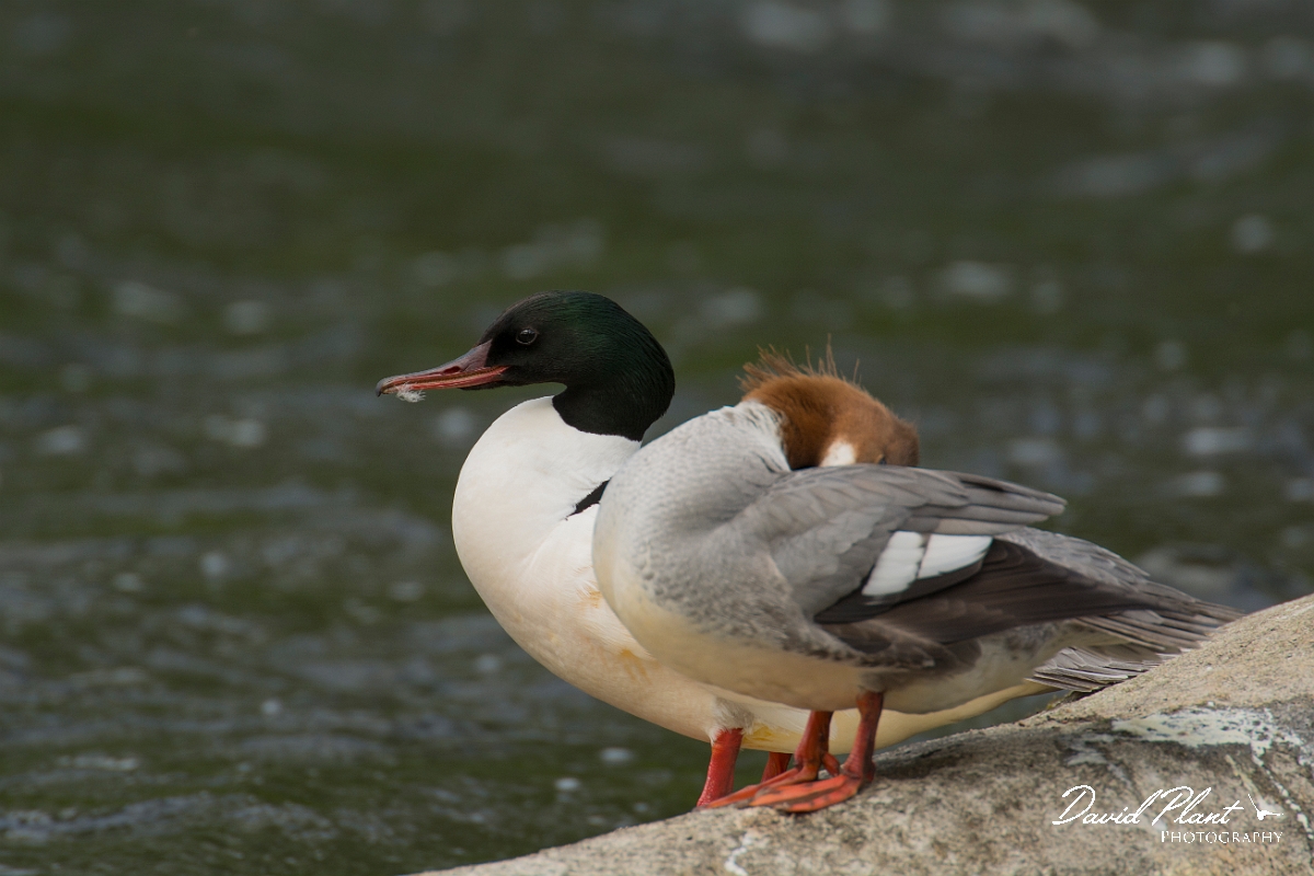 David Plant Photography - Wildlife Photography - Goosander - D.jpg - Goosander pair - Aberdeenshire