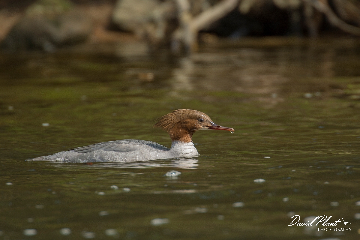 David Plant Photography - Wildlife Photography - Goosander - E.jpg - Goosander female - Aberdeenshire