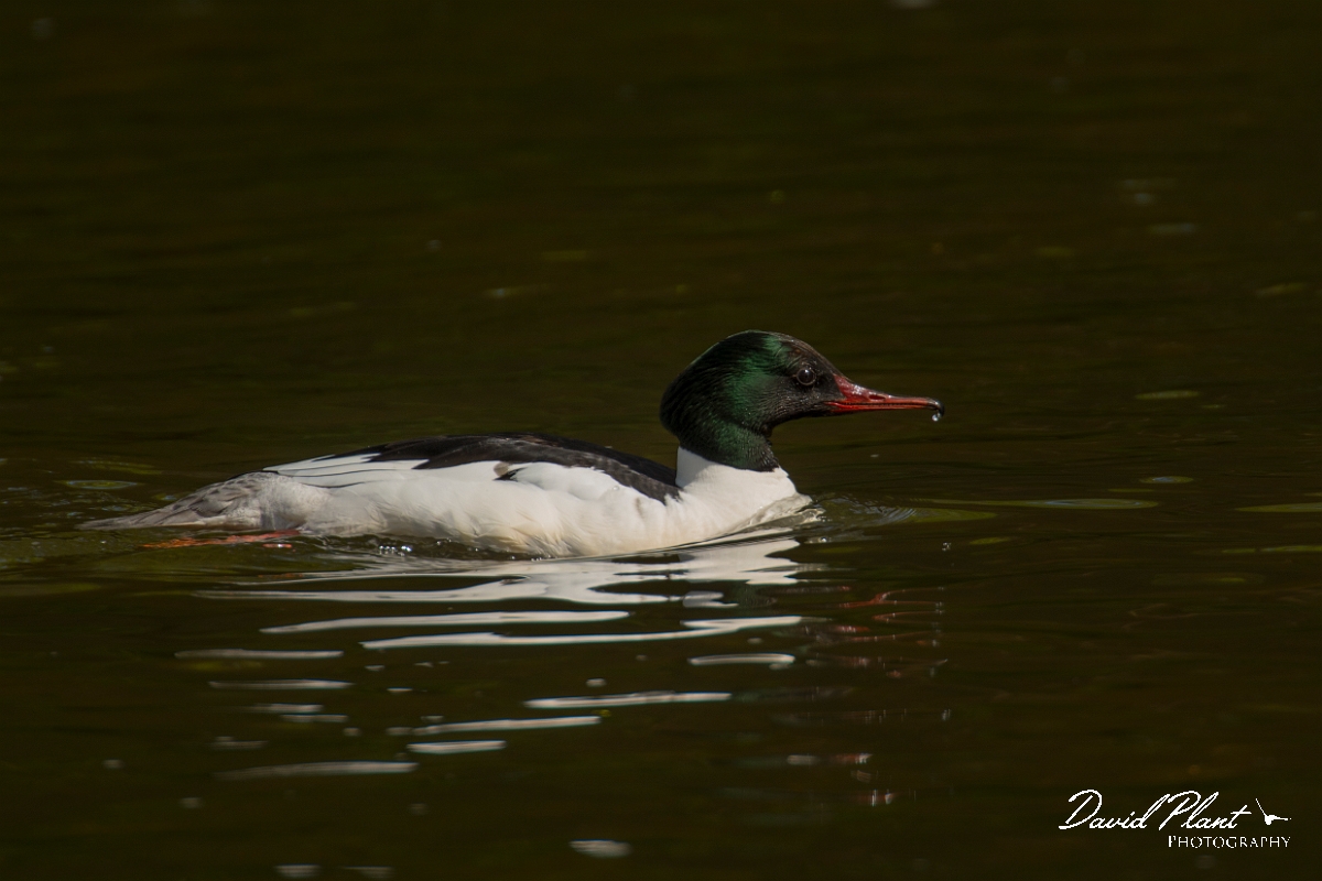 David Plant Photography - Wildlife Photography - Goosander - F.jpg - Goosander male - Aberdeenshire