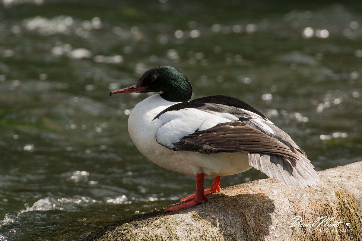 David Plant Photography - Wildlife Photography - Goosander - G.jpg - Goosander male - Aberdeenshire