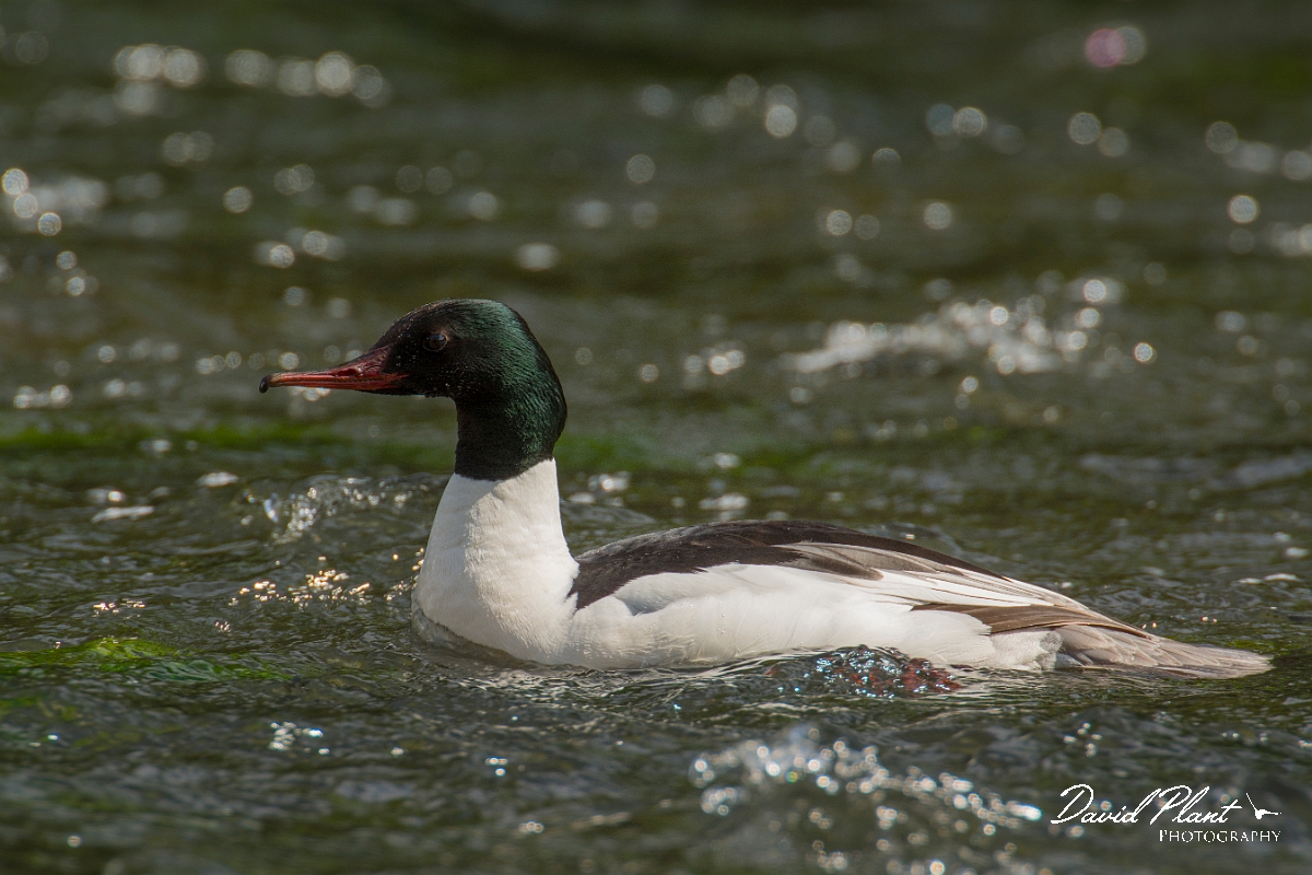 David Plant Photography - Wildlife Photography - Goosander - H.jpg - Goosander male - Aberdeenshire