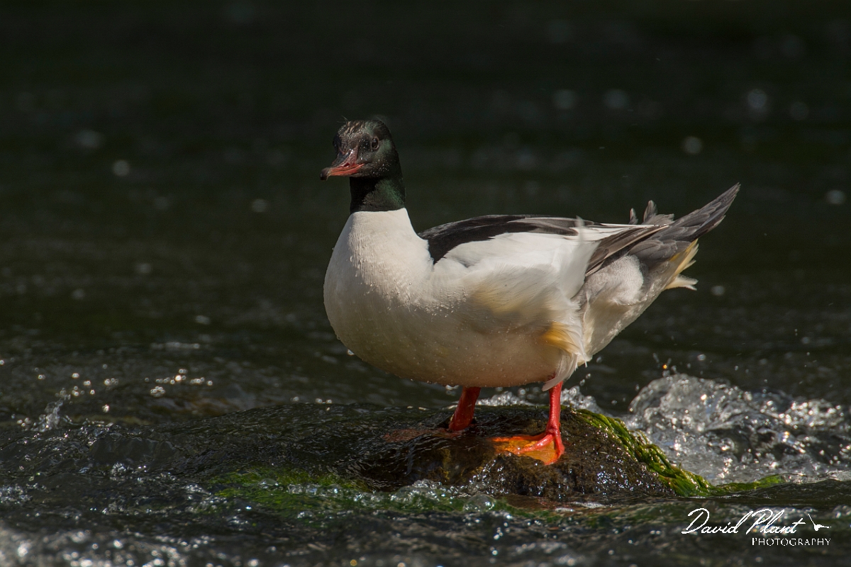 David Plant Photography - Wildlife Photography - Goosander - J.jpg - Goosander male - Aberdeenshire