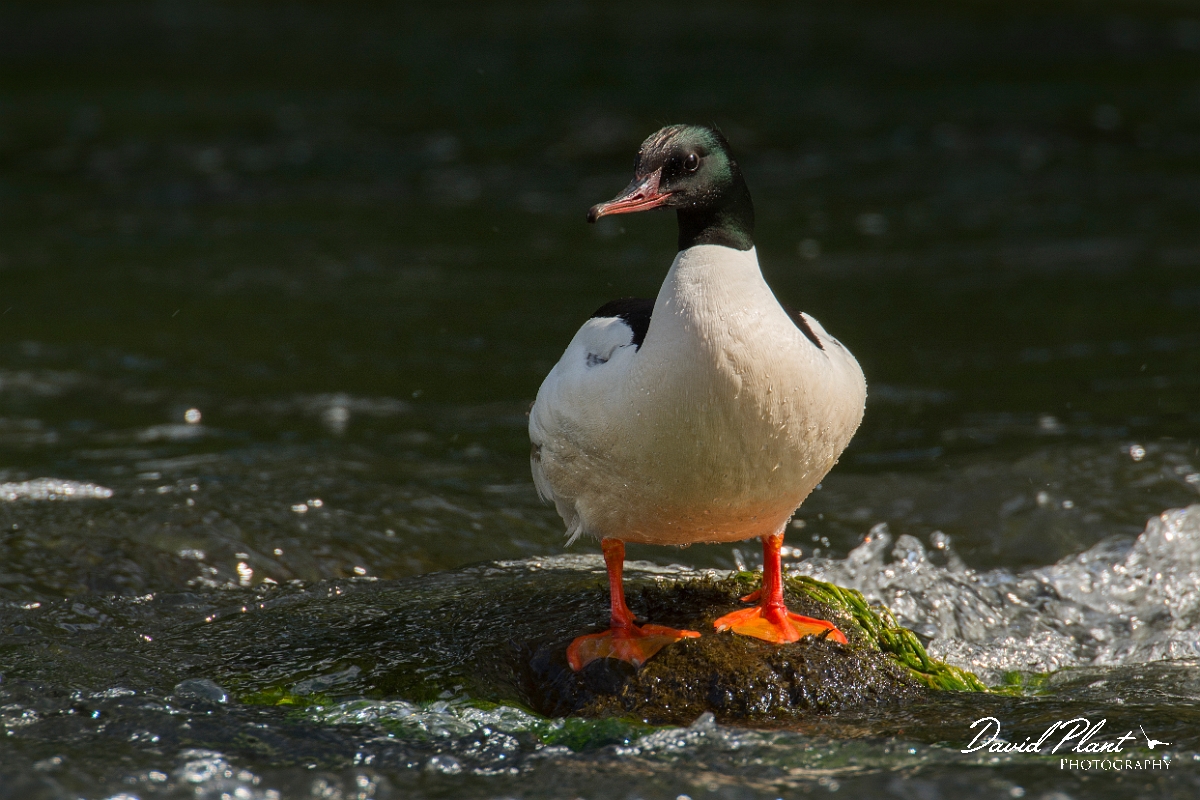 David Plant Photography - Wildlife Photography - Goosander - K.jpg - Goosander male - Aberdeenshire