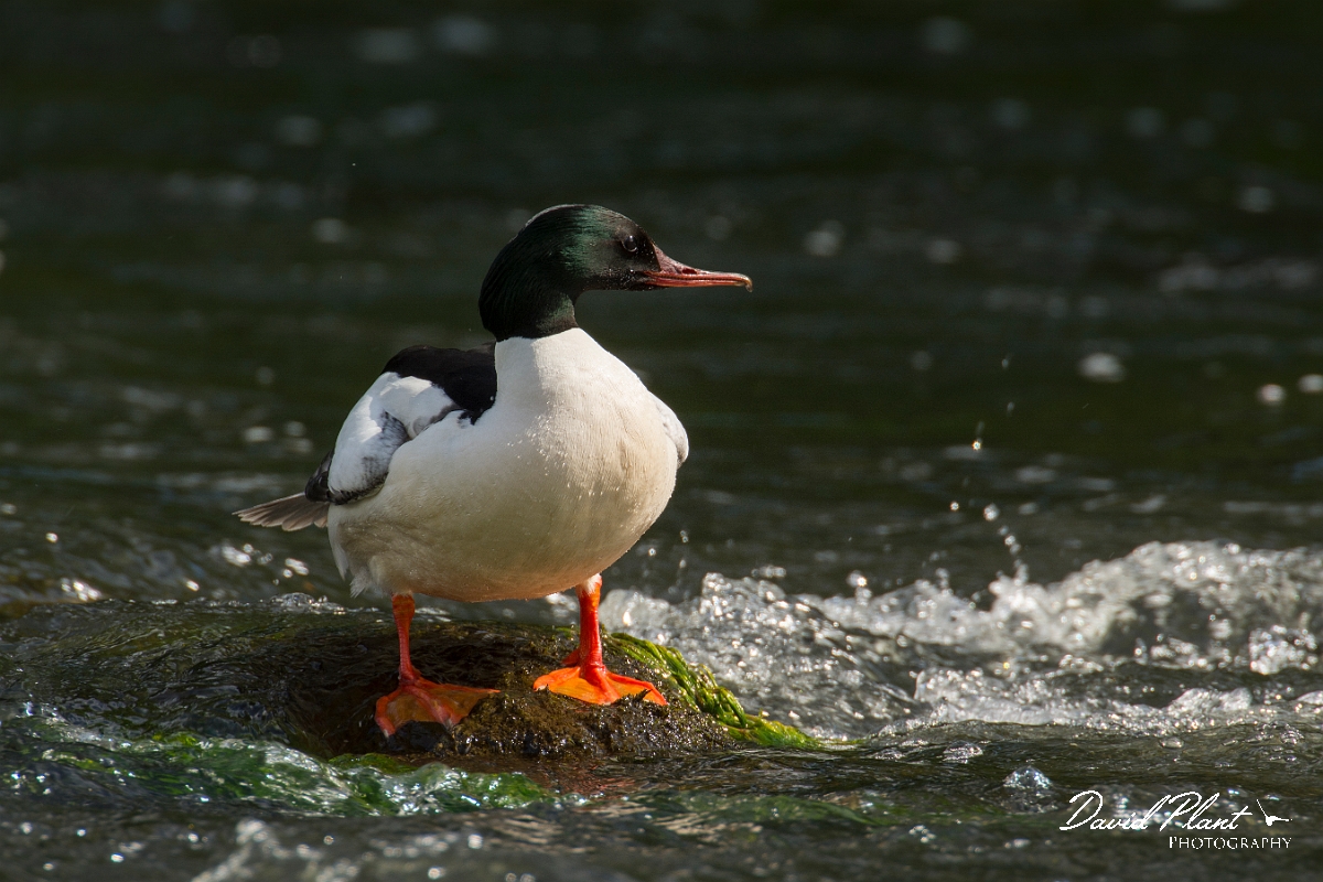David Plant Photography - Wildlife Photography - Goosander - L.jpg - Goosander male - Aberdeenshire