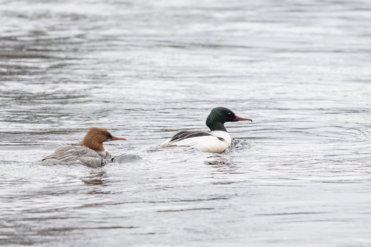 David Plant Photography - Wildlife Photography - Goosander - M.jpg - Goosander, pair - Cairngorms