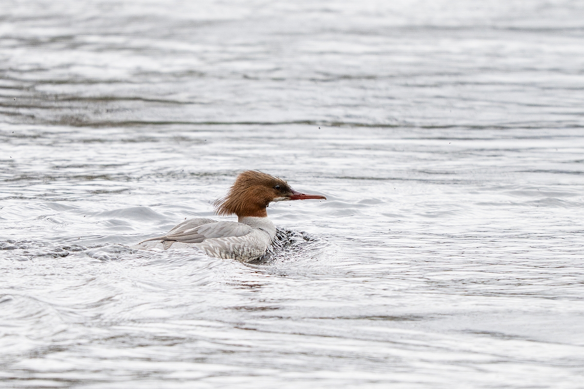 David Plant Photography - Wildlife Photography - Goosander - N.jpg - Goosander, female - Cairngorms
