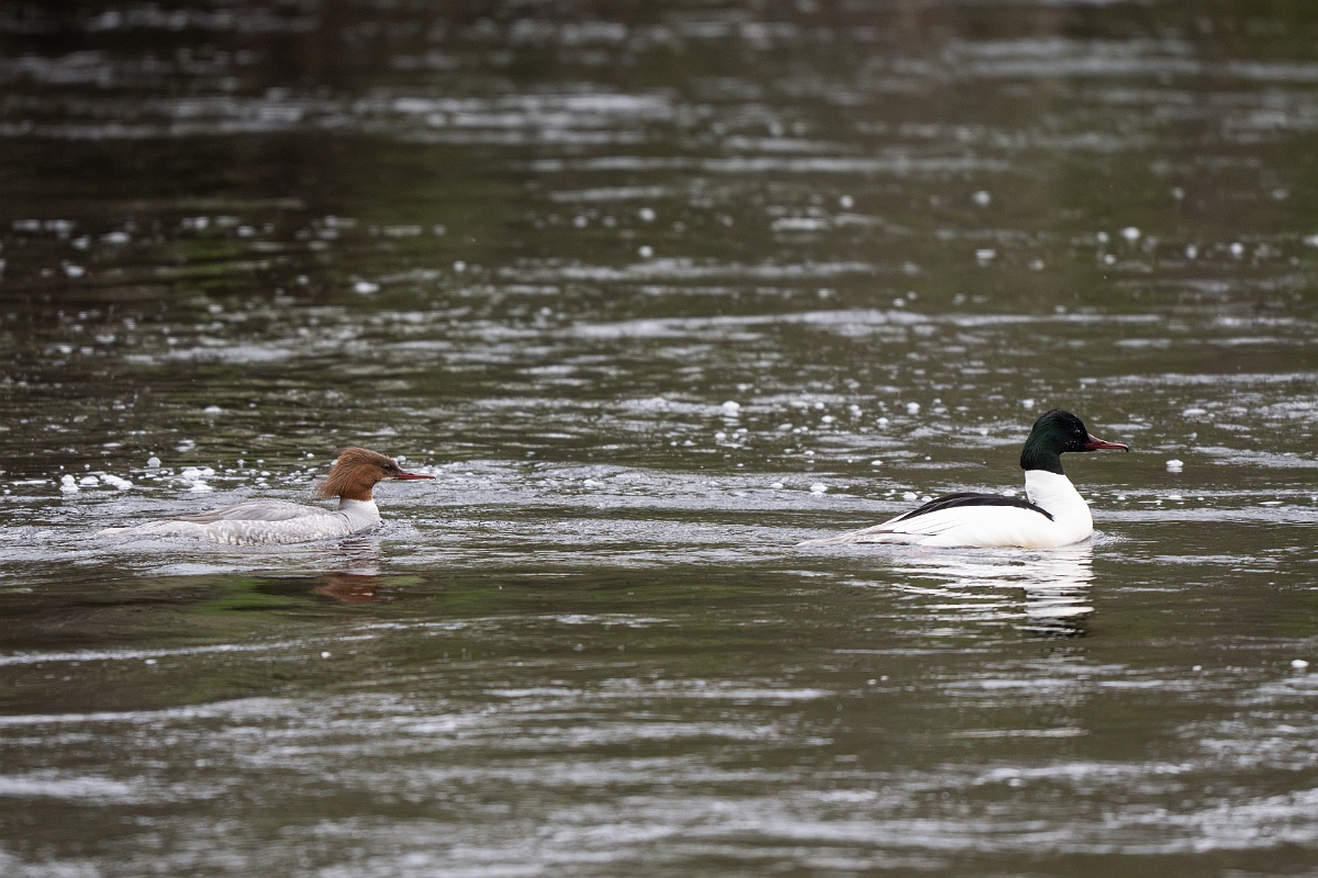 David Plant Photography - Wildlife Photography - Goosander - P.jpg - Goosander, pair - Cairngorms
