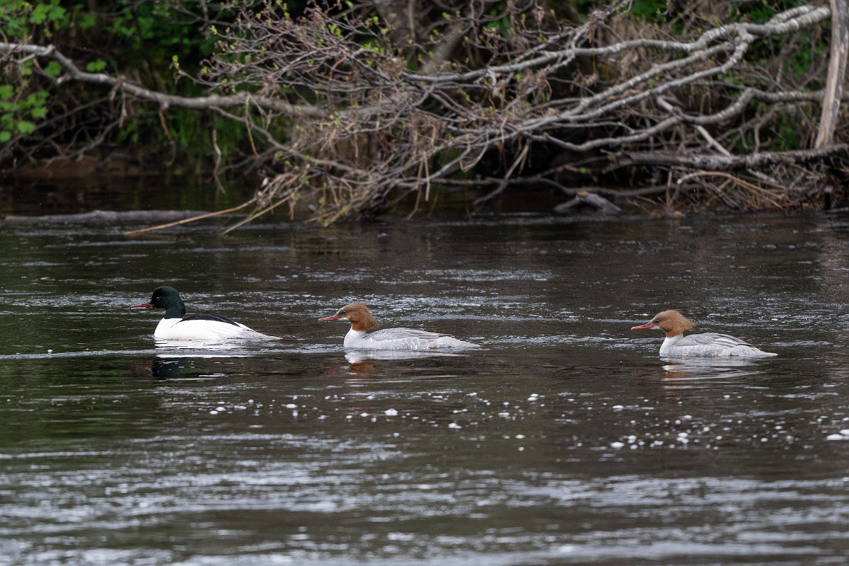 David Plant Photography - Wildlife Photography - Goosander - Q.jpg - Goosander, group - Cairngorms