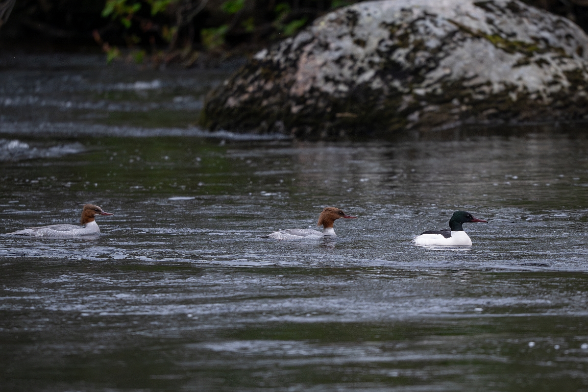 David Plant Photography - Wildlife Photography - Goosander - S.jpg - Goosander, group - Cairngorms