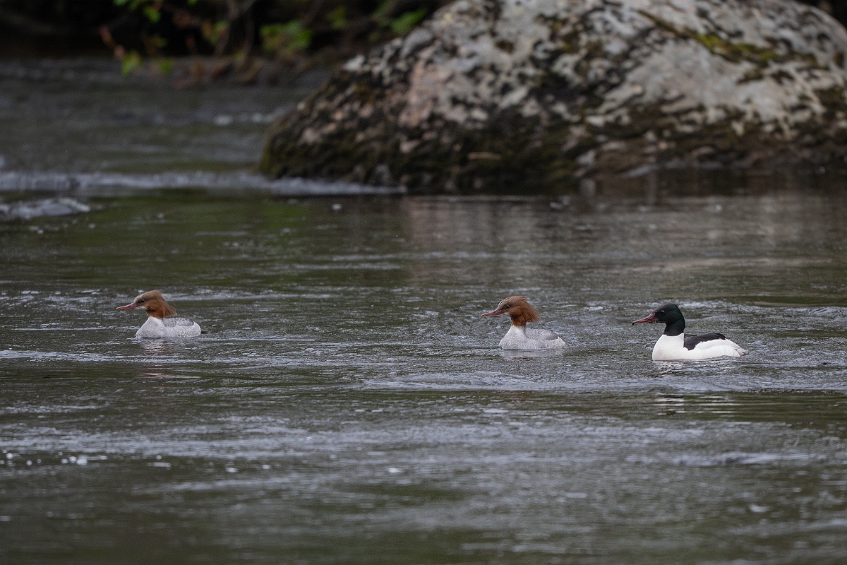 David Plant Photography - Wildlife Photography - Goosander - T.jpg - Goosander, group - Cairngorms