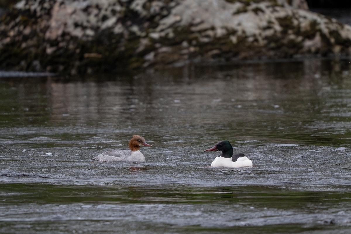 David Plant Photography - Wildlife Photography - Goosander - U.jpg - Goosander, pair - Cairngorms