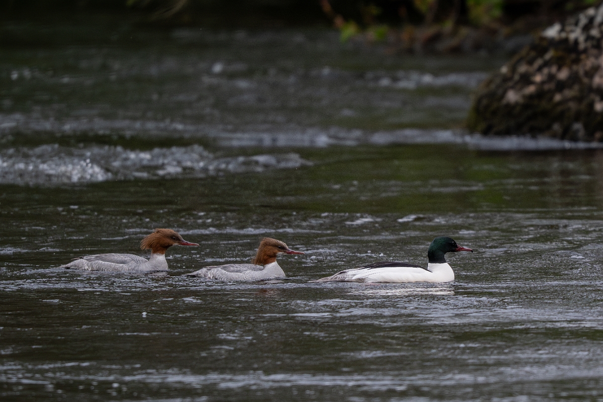 David Plant Photography - Wildlife Photography - Goosander - V.jpg - Goosander, group - Cairngorms