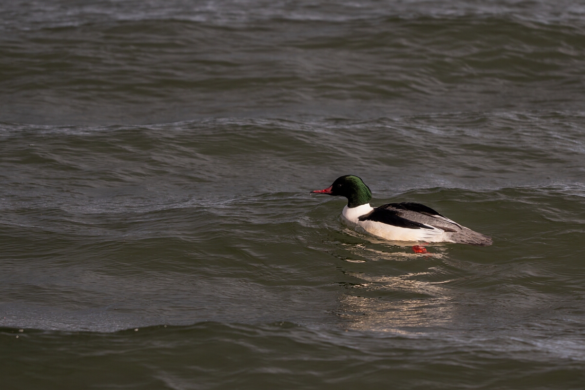 David Plant Photography - Wildlife Photography - Goosander - W.jpg - Goosander, Mergus merganser, amle - Essex
