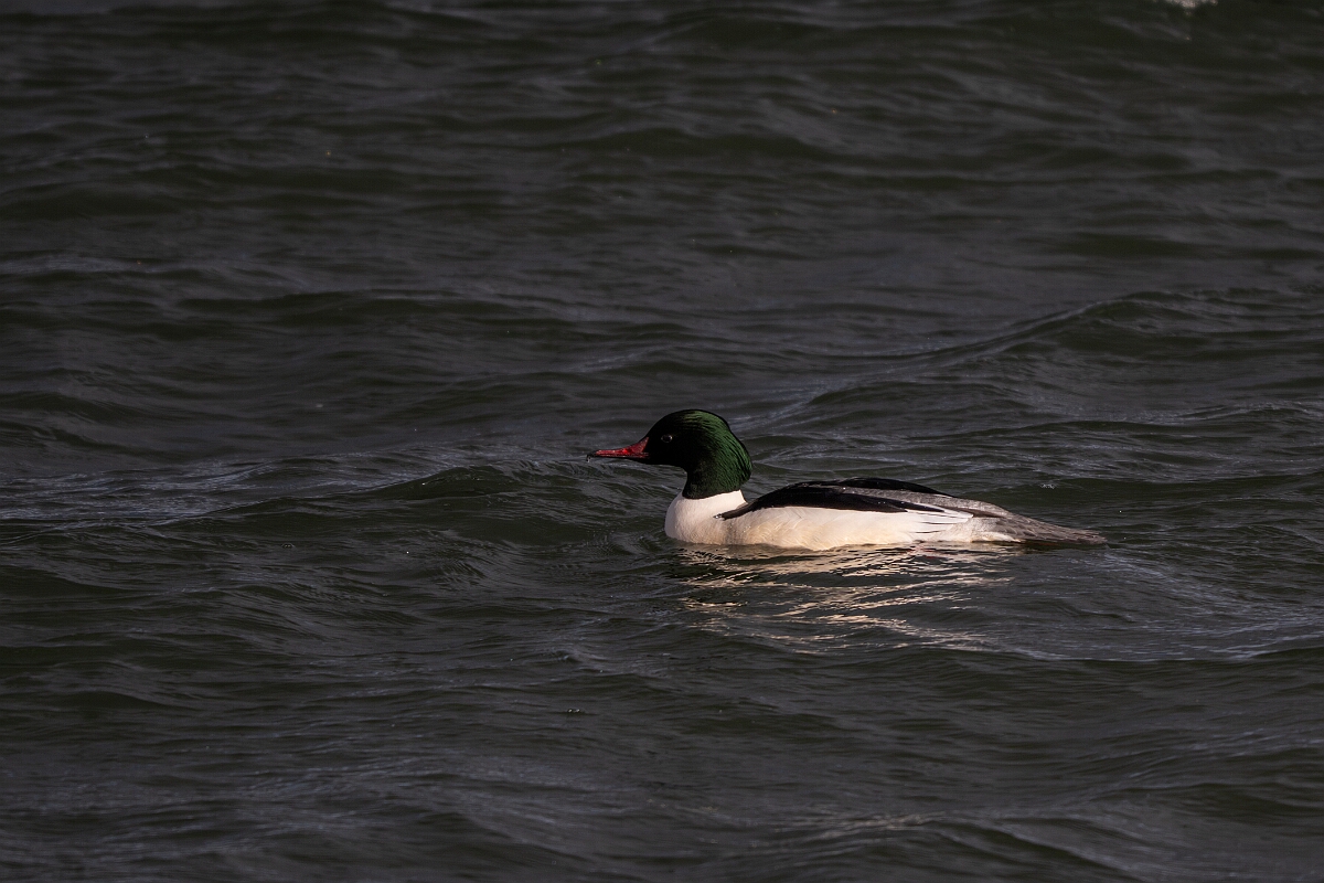 David Plant Photography - Wildlife Photography - Goosander - X.jpg - Goosander, Mergus merganser, amle - Essex
