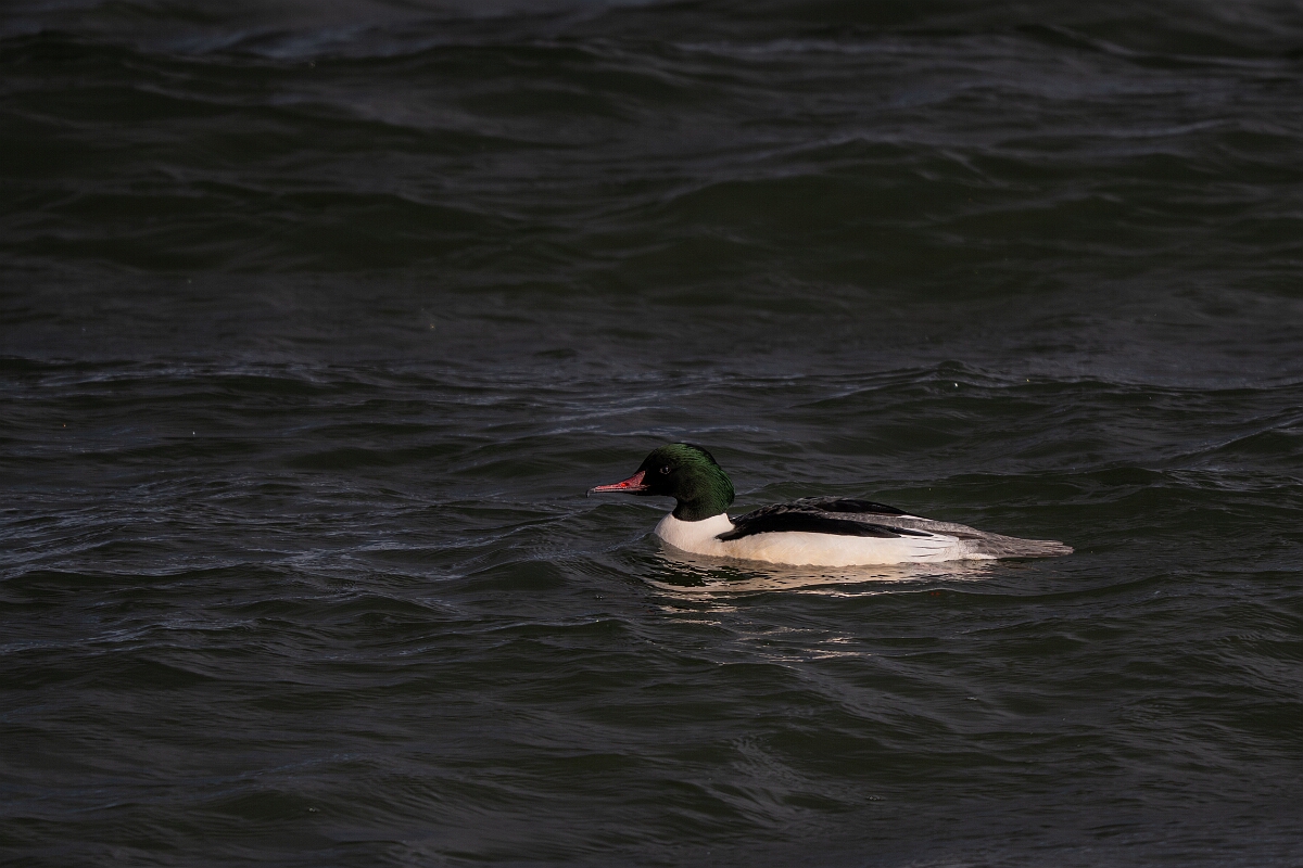 David Plant Photography - Wildlife Photography - Goosander - Z.jpg - Goosander, Mergus merganser, amle - Essex