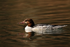 David Plant Photography - Wildlife Photography - Goosander - A