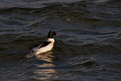 David Plant Photography - Wildlife Photography - Goosander - AA