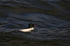 David Plant Photography - Wildlife Photography - Goosander - AB