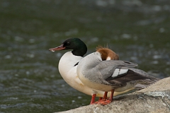 David Plant Photography - Wildlife Photography - Goosander - D