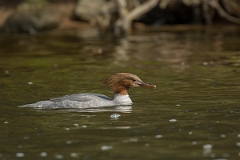 David Plant Photography - Wildlife Photography - Goosander - E