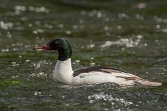 David Plant Photography - Wildlife Photography - Goosander - H
