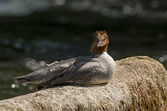 David Plant Photography - Wildlife Photography - Goosander - I