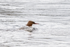 David Plant Photography - Wildlife Photography - Goosander - N