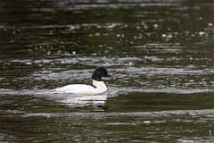 David Plant Photography - Wildlife Photography - Goosander - O