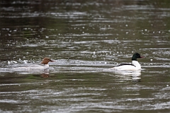 David Plant Photography - Wildlife Photography - Goosander - P