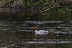 David Plant Photography - Wildlife Photography - Goosander - R
