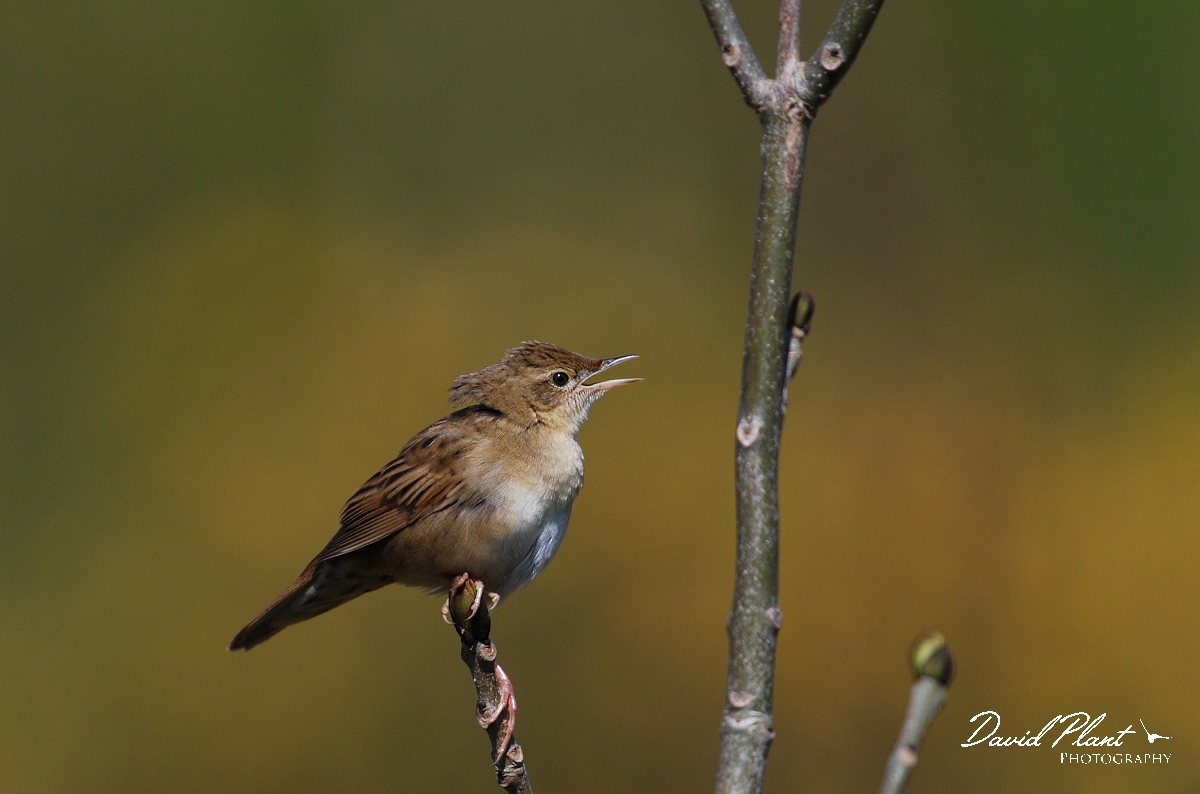 David Plant Photography - Wildlife Photographer - Grasshopper warbler - A.jpg - Grasshopper warbler singing - Cleeve Hill