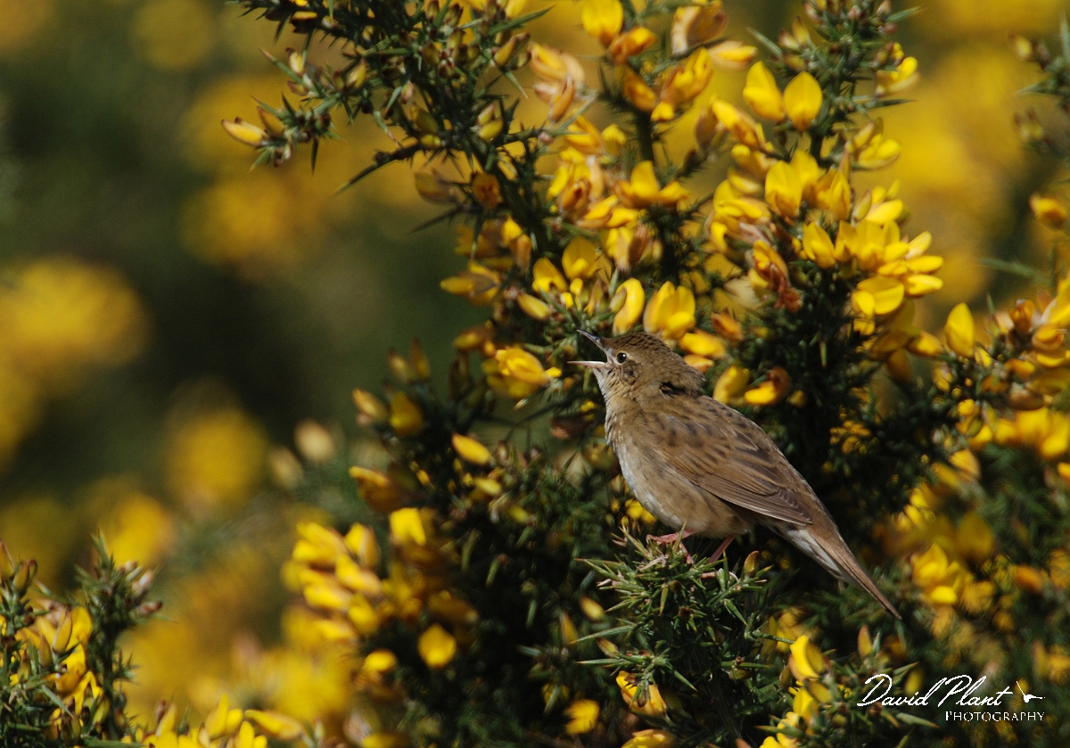 David Plant Photography - Wildlife Photographer - Grasshopper warbler - E.jpg - Grasshopper warbler singing amongst gorse - Cleeve Hill
