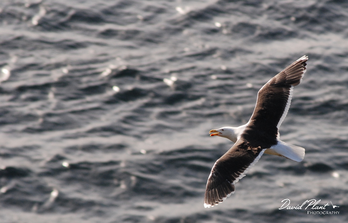 David Plant Photography - Wildlife Photographer - Great black-backed gull flying - A.JPG - Great black-backed gull in flight - Shetland Islands