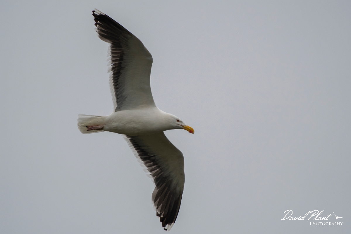 David Plant Photography - Wildlife Photography - Great black-backed gull - C.JPG - Great black-backed gull in flight - Caithness