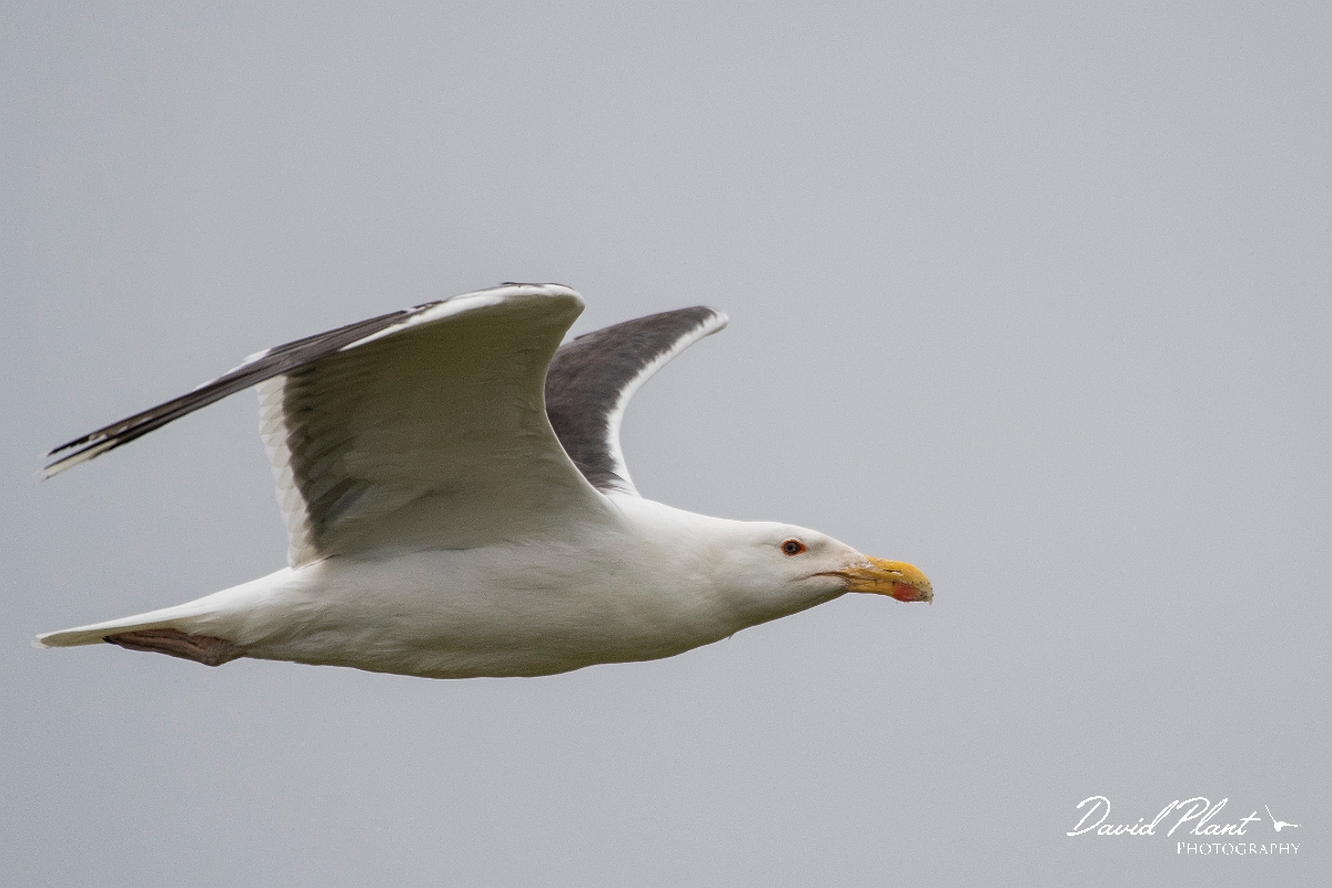 David Plant Photography - Wildlife Photography - Great black-backed gull - E.JPG - Great black-backed gull in flight - Highlands