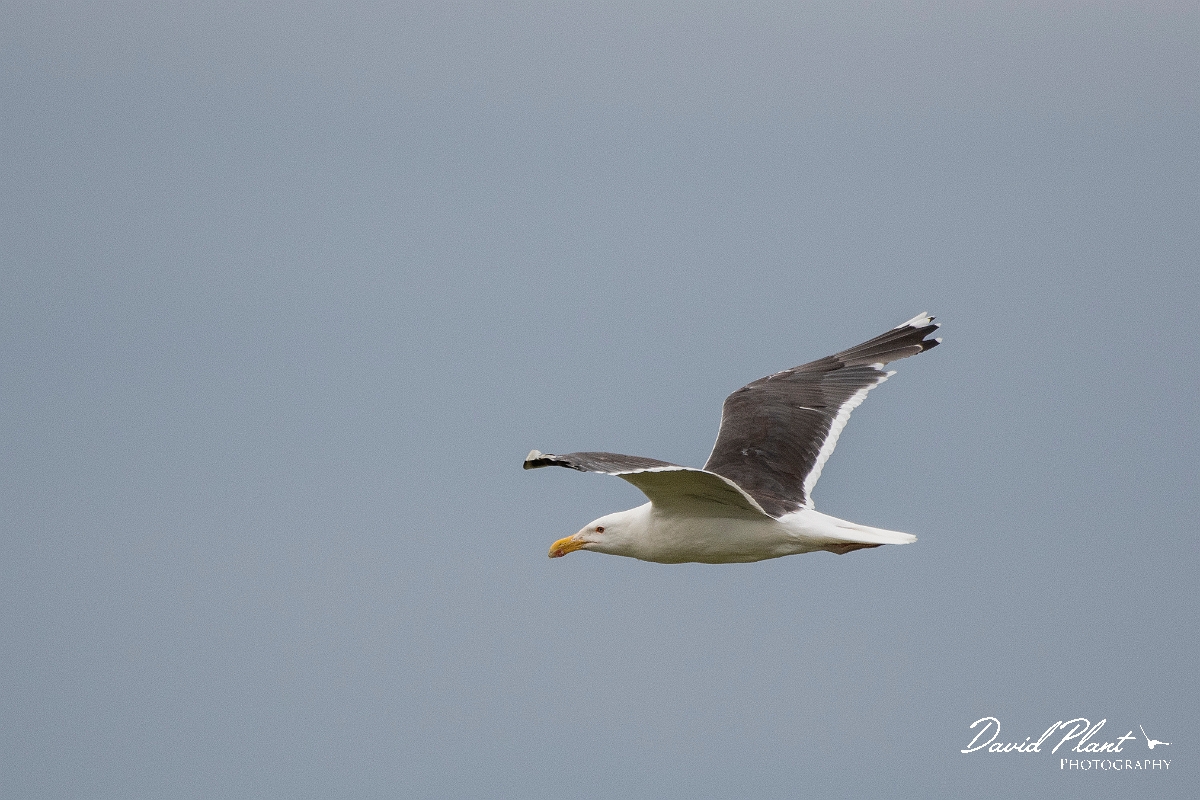 David Plant Photography - Wildlife Photography - Great black-backed gull - F.JPG - Great black-backed gull in flight - Highlands