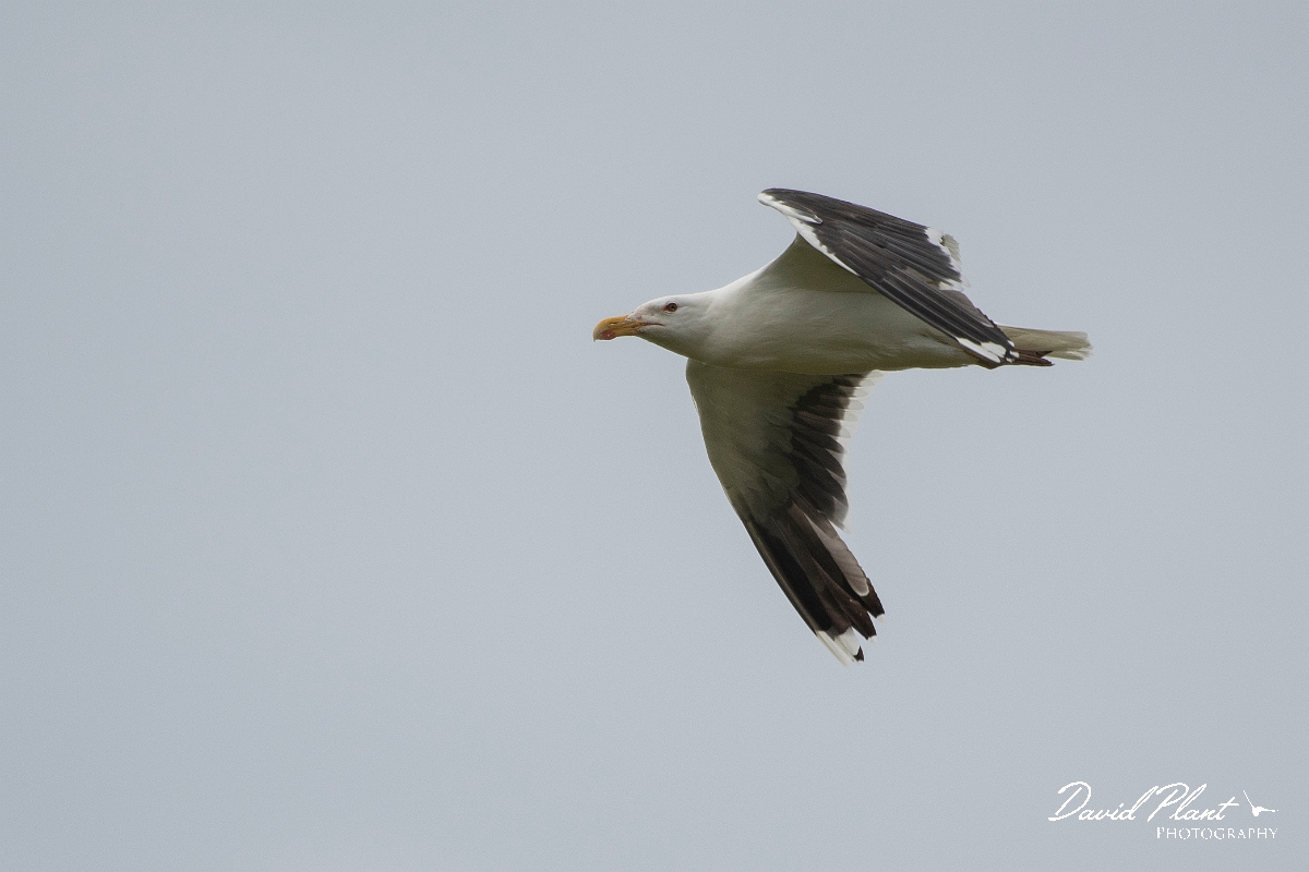David Plant Photography - Wildlife Photography - Great black-backed gull - G.JPG - Great black-backed gull in flight - Highlands