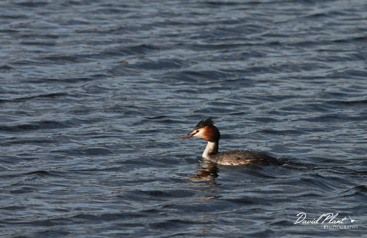 David Plant Photography - Wildlife Photographer - Great crested grebe - A.jpg - Great crested grebe - Nottinghamshire