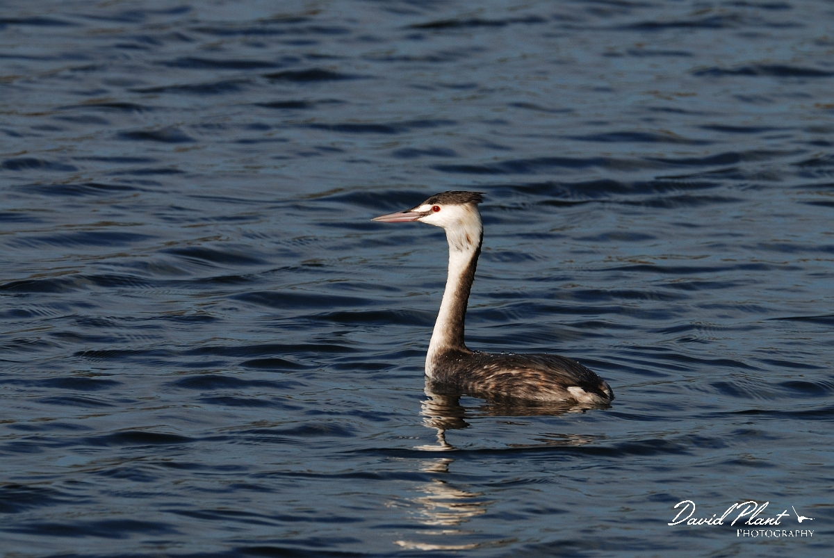 David Plant Photography - Wildlife Photography - Great crested grebe - C.jpg - Great crested grebe in winter plumage - Cambridgeshire